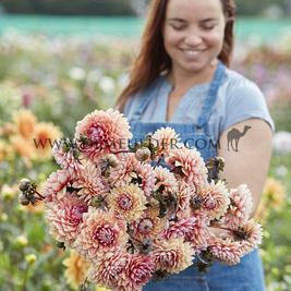 Dahlia Sweet Sanne (x 35)