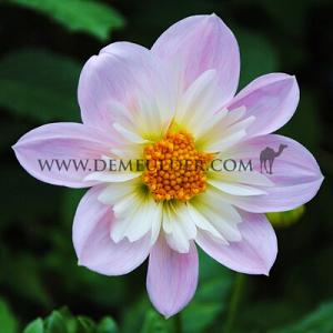 Dahlia Teesbrook Audrey (x 35)