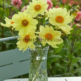 Dahlia Tournesol (x 35)