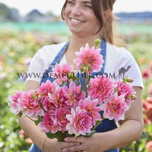 Dahlia Twiggy (x 35)