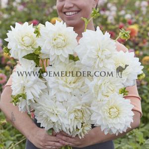 Dahlia White Alva (x 35)