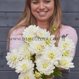 Dahlia White Onesta (x 35)