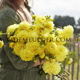 Dahlia Yellow Symphony (x 35)