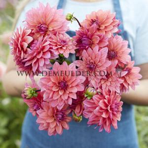 Dahlia Yvonne (x 35)