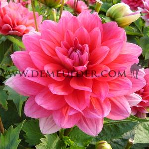 Dahlia Berliner Kleene (x 35)