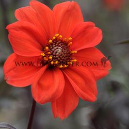 Dahlia Bishop Of Llandaff (x 35)