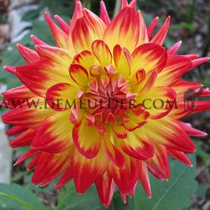 Dahlia Karma Bon Bini (x 35)