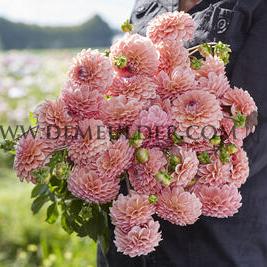 Dahlia Linda's Baby (x 35)