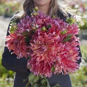 Dahlia Belle Of Barmera (x 35)
