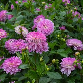 Dahlia Bitsy (x 35)
