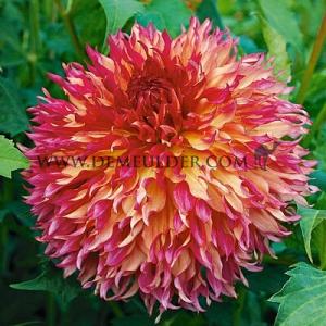 Dahlia Myrtle's Folly (x 35)