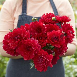 Dahlia Karma Amora (x 35)