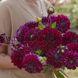 Dahlia Diva Us (x 35)
