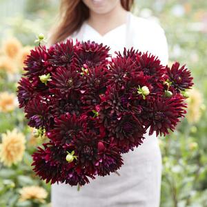 Dahlia Chat Noir (x 35)