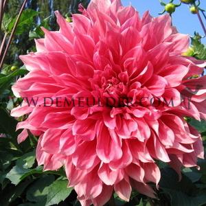 Dahlia Emory Paul (x 35)