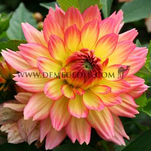 Dahlia Extase (x 35)