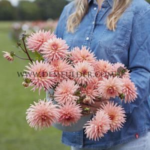 Dahlia Preference (x 35)