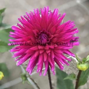 Dahlia Purple Gem (x 35)