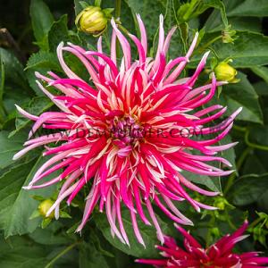 Dahlia Samourai (x 35)