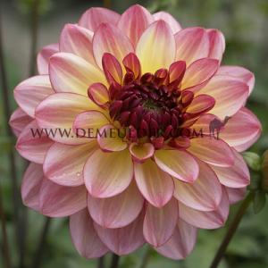 Dahlia Zingaro (x 35)
