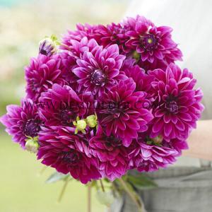 Dahlia Le Baron (x 35)