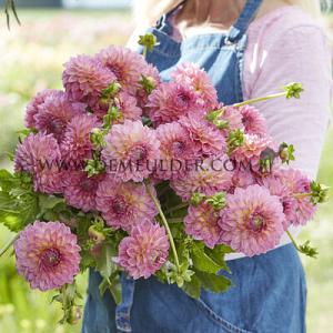 Dahlia Pink Suffusion (x 35)