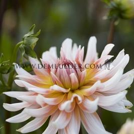 Dahlia Okapi's Sunset (x 35)