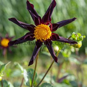 Dahlia Veronne's Obsidian (x 35)