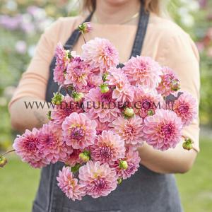 Dahlia Esli (x 35)