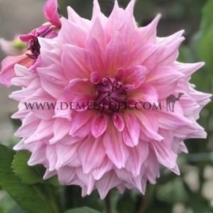 Dahlia Otto's Thrill (x 35)