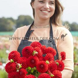 Dahlia Salsa (x 35)