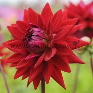 Dahlia Witteman's Best (x 35)