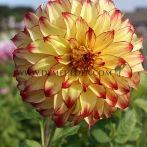 Dahlia Lady Darlene (x 35)