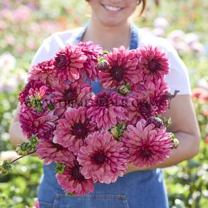 Dahlia Bacardi (x 35)