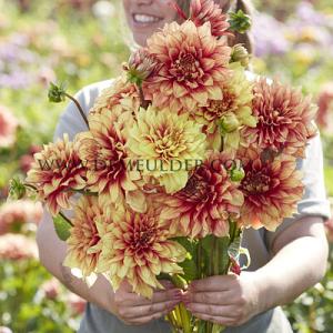 Dahlia Dazzling Magic (x 35)