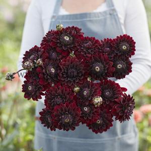 Dahlia Dark Destiny (x 35)