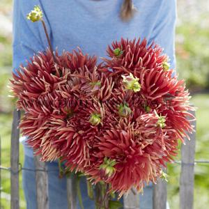 Dahlia Autumn Orange (x 35)