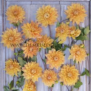 Dahlia Hamari Gold (x 35)