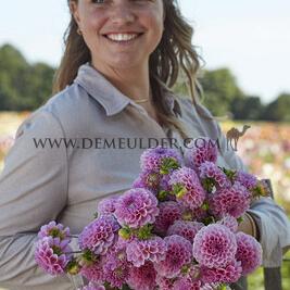 Dahlia Stolze Von Berlin (x 35)
