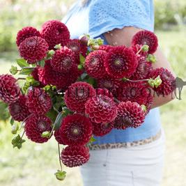 Dahlia Cornel (x 35)