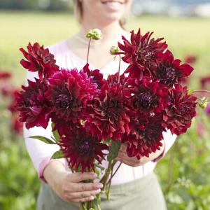 Dahlia Rip City (x 35)