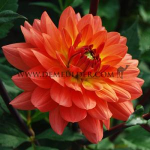 Dahlia Dr. P.h. Riedell (x 35)