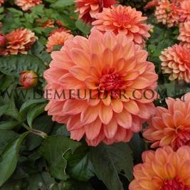 Dahlia Gallery Matisse (x 35)