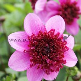 Dahlia Blue Bayou (x 35)