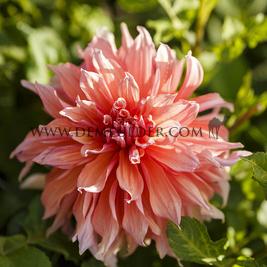 Dahlia Mango Madness (x 35)