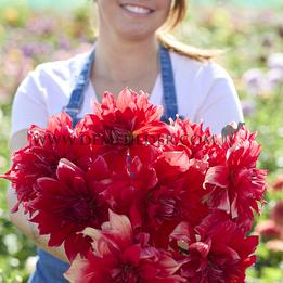 Dahlia Babylon Red (x 35)