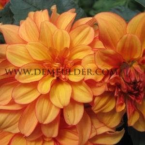 Dahlia Gallery Cobra (x 35)