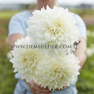 Dahlia Fleurel (x 35)