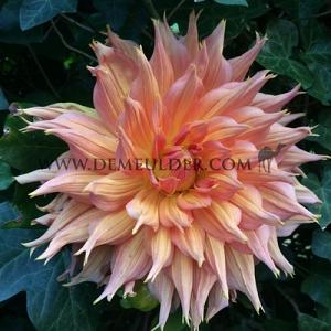 Dahlia Omega (x 35)
