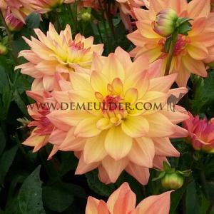 Dahlia Melody Dora (x 35)